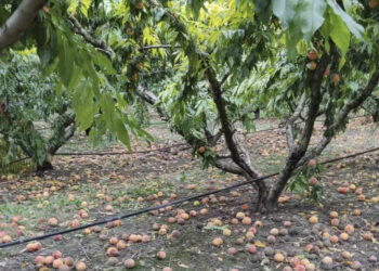 Νότια Λεκάνη Βεγορίτιδας: Ο έντονος αέρας και η βροχή προκάλεσε μεγάλες ζημιές σε ροδάκιναΝότια Λεκάνη Βεγορίτιδας: Ο έντονος αέρας και η βροχή προκάλεσε μεγάλες ζημιές σε ροδάκινα