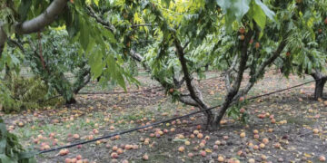 Νότια Λεκάνη Βεγορίτιδας: Ο έντονος αέρας και η βροχή προκάλεσε μεγάλες ζημιές σε ροδάκιναΝότια Λεκάνη Βεγορίτιδας: Ο έντονος αέρας και η βροχή προκάλεσε μεγάλες ζημιές σε ροδάκινα