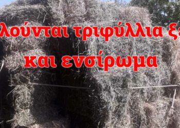 Πωλούνται τριφύλλια ξερά και ενσίρωμα