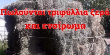 Πωλούνται τριφύλλια ξερά και ενσίρωμα