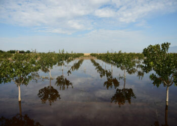 Θεσσαλία: «Λίμνη» οι αγροτικές εκτάσεις γύρω από το Αχίλλειο δίπλα στη λίμνη Κάρλα