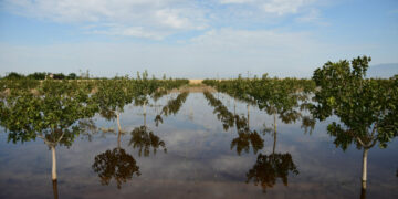 Θεσσαλία: «Λίμνη» οι αγροτικές εκτάσεις γύρω από το Αχίλλειο δίπλα στη λίμνη Κάρλα