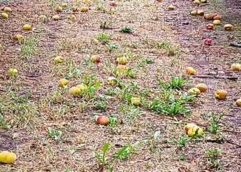 «Ότι απέμεινε το αποτελείωσε και επιμένει…»- Νέο πλήγμα στα ροδάκινα του Βελβεντού