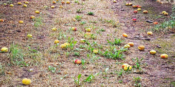 «Ότι απέμεινε το αποτελείωσε και επιμένει…»- Νέο πλήγμα στα ροδάκινα του Βελβεντού