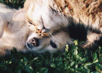 4 Οκτωβρίου 2023, ακόμα μία ημέρα ευαισθητοποίησης για την προστασία όλων των ΖΩΩΝ! (της Κούλας Πουλασιχίδου)