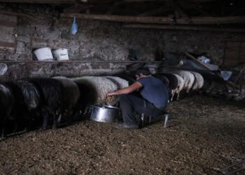 Σοκάρει 62χρονος στη Λάρισα: Καταγγέλλει δύο κτηνοτρόφους για ακραία εργασιακή εκμετάλλευση – «Τον χτυπούσαν και τον είχαν αιχμάλωτο» για 9 μήνες