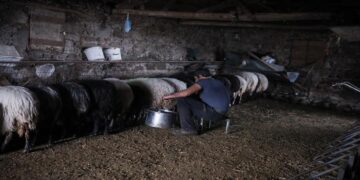 Σοκάρει 62χρονος στη Λάρισα: Καταγγέλλει δύο κτηνοτρόφους για ακραία εργασιακή εκμετάλλευση – «Τον χτυπούσαν και τον είχαν αιχμάλωτο» για 9 μήνες