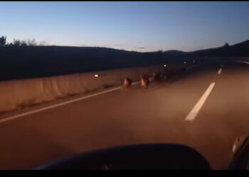 Αγέλη αγριογούρουνων στο δρόμο Πτολεμαΐδα – Κοζάνη συνάντησε οδηγός ΙΧ (video)