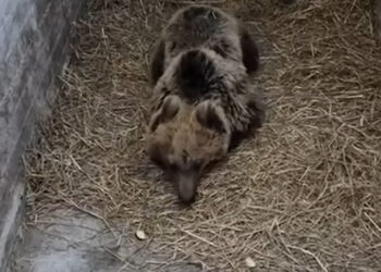 ΑΡΚΤΟΥΡΟΣ: Ενθαρρυντικά τα νέα για την αρκούδα που τραυματίστηκε σε τροχαίο-VIDEO