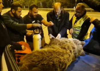 Ολονύχτια επιχείρηση για τη διάσωση της ζωής αρκούδας που χτυπήθηκε σε τροχαίο κοντά στη Νεάπολη Κοζάνης