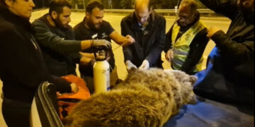 Ολονύχτια επιχείρηση για τη διάσωση της ζωής αρκούδας που χτυπήθηκε σε τροχαίο κοντά στη Νεάπολη Κοζάνης