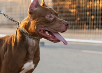 Αρτέμιδα: Πιτ μπουλ επιτέθηκε σε 11χρονο και τον δάγκωσε στο κεφάλι