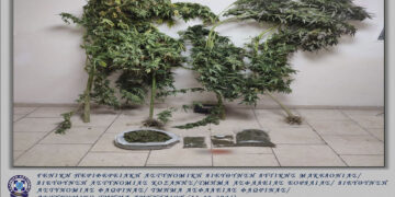 Αστυνομία: Συνελήφθη 61χρονος ημεδαπός σε περιοχή της Φλώρινας για καλλιέργεια δενδρυλλίων κάνναβης και κατοχή ναρκωτικών ουσιών