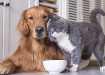 Δήμος Εορδαίας: Διήμερο δωρεάν υπηρεσιών για δεσποζόμενες γάτες και σκύλους ευπαθών ομάδων 7 & 8 Οκτωβρίου