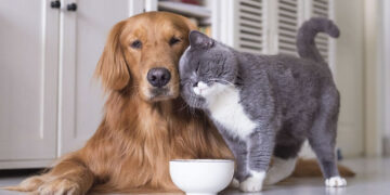 Δήμος Εορδαίας: Διήμερο δωρεάν υπηρεσιών για δεσποζόμενες γάτες και σκύλους ευπαθών ομάδων 7 & 8 Οκτωβρίου