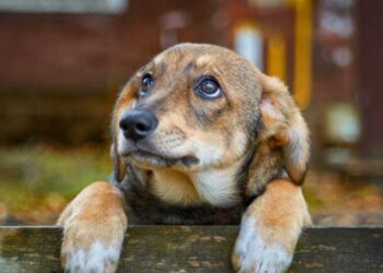 Δήμος Κοζάνης: Μαζικές στειρώσεις αδέσποτων στο Δημοτικό Κτηνιατρείο στις 5 & 6 Οκτωβρίου