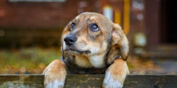 Δήμος Κοζάνης: Μαζικές στειρώσεις αδέσποτων στο Δημοτικό Κτηνιατρείο στις 5 & 6 Οκτωβρίου