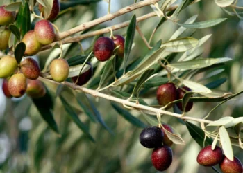 500 εργάτες γης θα πάνε από τη Δ. Μακεδονία στην Κρήτη για το λιομάζωμα