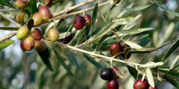 500 εργάτες γης θα πάνε από τη Δ. Μακεδονία στην Κρήτη για το λιομάζωμα