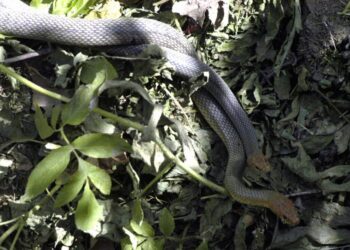 Τέσσερις οχιές εντοπίστηκαν μέσα σε σχολείο στα Τρίκαλα