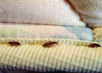 «Όχι πανικός για τους κοριούς» – Πόσο κινδυνεύουμε να φτάσουν Ελλάδα από Γαλλία