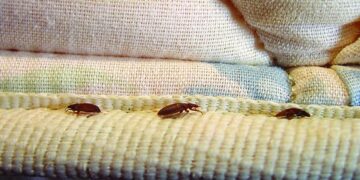 «Όχι πανικός για τους κοριούς» – Πόσο κινδυνεύουμε να φτάσουν Ελλάδα από Γαλλία