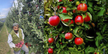 Κυριάκος Χαϊτίδης (μηλοπαραγωγός): «Σε μεγάλο ποσοστό ντόπιοι καλύπτουν τις ανάγκες εργατών γης»