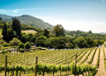 Π.Δ.Μ.: Οδηγίες προς τους αμπελουργούς για τις δηλώσεις συγκομιδής οινοποιήσιμων ποικιλιών αμπέλου για την περίοδο 2023-2024