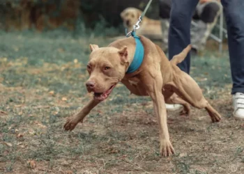 Πιτ μπουλ δάγκωσε στο κεφάλι 11χρονο αγόρι που έκανε ποδήλατο