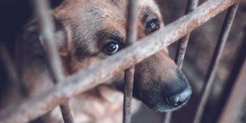 Πρόστιμο €5.000 στον 38χρονο που χτυπούσε τον σκύλο του στο μπαλκόνι - Δείτε βίντεο