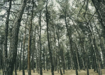 Φωτογραφία Αρχείου