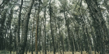 Φωτογραφία Αρχείου