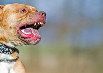 Το παιδί έκανε το νεκρό για να γλιτώσει από το πιτ μπουλ, λέει ο πατέρας του 11χρονου από την Αρτέμιδα