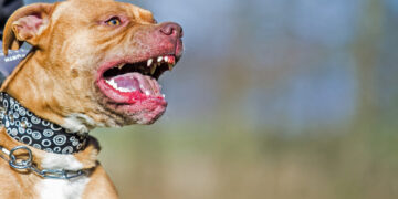 Το παιδί έκανε το νεκρό για να γλιτώσει από το πιτ μπουλ, λέει ο πατέρας του 11χρονου από την Αρτέμιδα