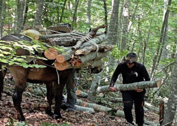 Σε εξέλιξη η διάθεση των καυσόξυλων στα ορεινά χωριά του Ν. Κοζάνης