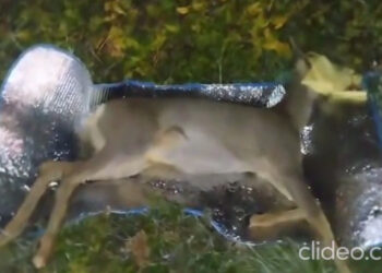 Καστοριά: Τροχαίο με ζαρκάδι – Το άτυχο ζώο είναι σε κρίσιμη κατάσταση