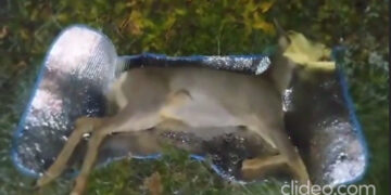 Καστοριά: Τροχαίο με ζαρκάδι – Το άτυχο ζώο είναι σε κρίσιμη κατάσταση