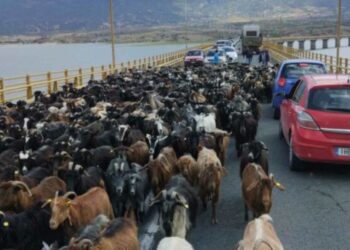 Τα…γίδια έκλεισαν για λίγο τη γέφυρα των Σερβίων (φώτο)