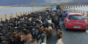 Τα…γίδια έκλεισαν για λίγο τη γέφυρα των Σερβίων (φώτο)