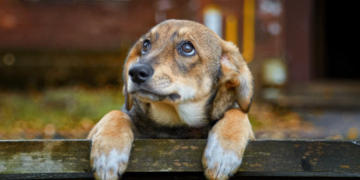 Αδέσποτα: Μαζικές στειρώσεις στο Δημοτικό Κτηνιατρείο Κοζάνης 10 με12 Νοεμβρίου