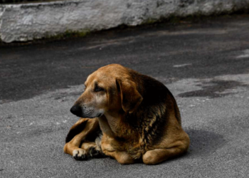 Άγνωστος ασυνείδητος έριξε φόλες σε σκυλιά στην Άρδασσα – 8 αδέσποτα και 2 οικόσιτα ζώα νεκρά ο απολογισμός