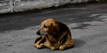 Άγνωστος ασυνείδητος έριξε φόλες σε σκυλιά στην Άρδασσα – 8 αδέσποτα και 2 οικόσιτα ζώα νεκρά ο απολογισμός