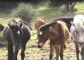 Ανησυχία για 95 εγκαταλελειμμένα άλογα στον Υμηττό – Ζουν σε άθλιες συνθήκες και αναζητούν τροφή στα σπίτια