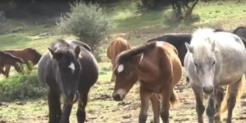 Ανησυχία για 95 εγκαταλελειμμένα άλογα στον Υμηττό – Ζουν σε άθλιες συνθήκες και αναζητούν τροφή στα σπίτια