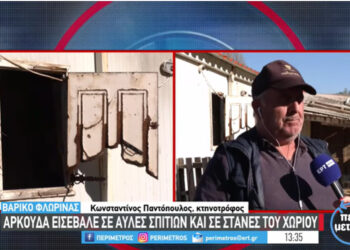 Βαρικό: Αρκούδα κατασπάραξε πρόβατα σε στάνη και πουλερικά από κοτέτσι