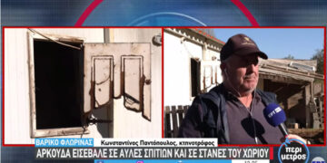 Βαρικό: Αρκούδα κατασπάραξε πρόβατα σε στάνη και πουλερικά από κοτέτσι