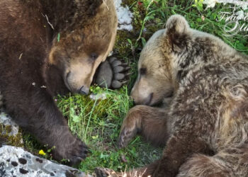 Τα αρκουδάκια με θέα την Καστοριά – Πανέμορφο video!