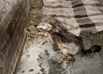 ΑΡΚΤΟΥΡΟΣ: Παραμένει σταθερή η κατάσταση του Σωτήρη, του λύκου που είχε πυροβοληθεί και τραυματιστεί σε τροχαίο