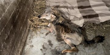 ΑΡΚΤΟΥΡΟΣ: Παραμένει σταθερή η κατάσταση του Σωτήρη, του λύκου που είχε πυροβοληθεί και τραυματιστεί σε τροχαίο