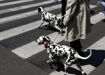 Ζώα συντροφιάς: «Ξεπαγώνει» η υποχρεωτική στείρωση ή αποστολή DNA – Πρόστιμο 1.000 ευρώ σε όσους δεν συμμορφώνονται